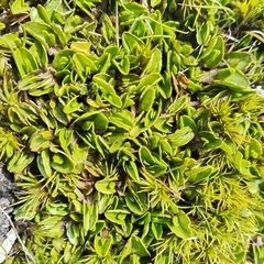 Caltha obtusa, photograph (c) John Barkla, some rights reserved (CC BY)
