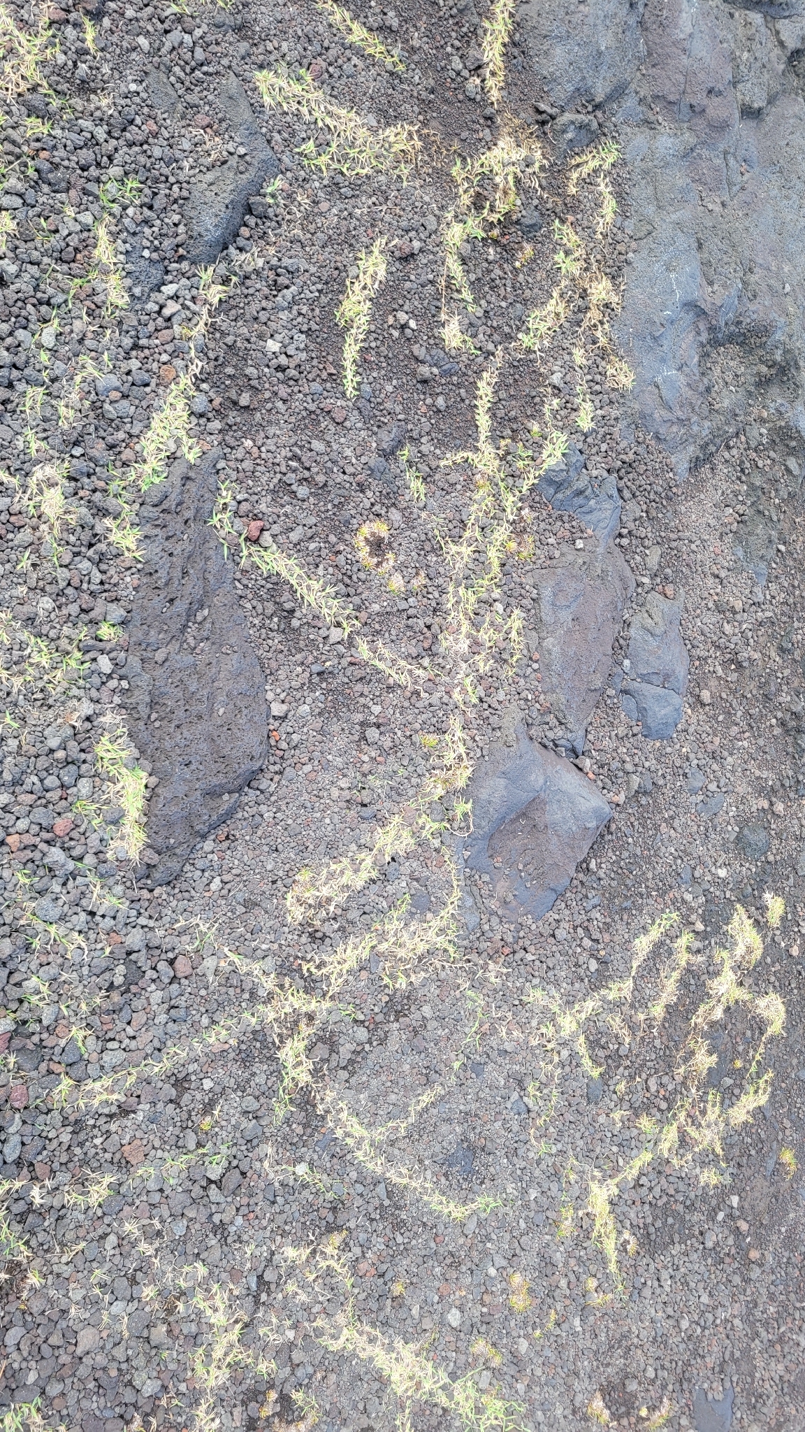 Imagem de Grama buchinho