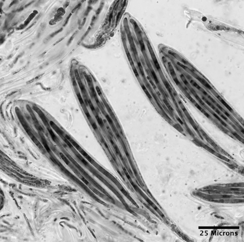 Lophodermium sp.