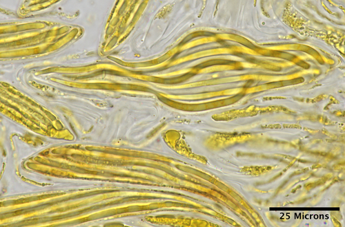 Lophodermium sp.