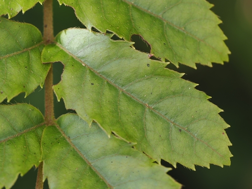 Ackama rosifolia, photograph 3