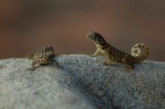 Leiocephalus carinatus