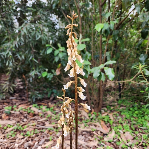 tall potato orchid (Gastrodia procera)