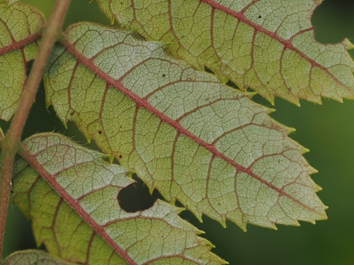 Ackama rosifolia, photograph 4