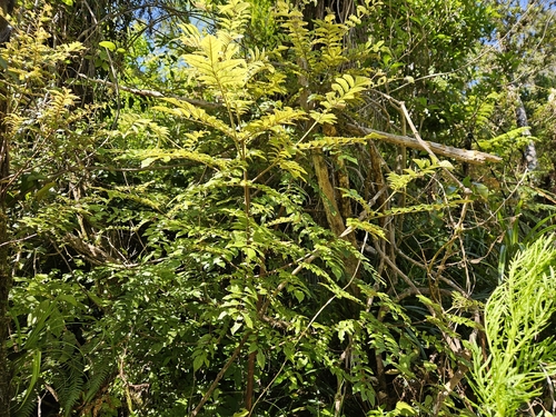 Ackama rosifolia, photograph 5