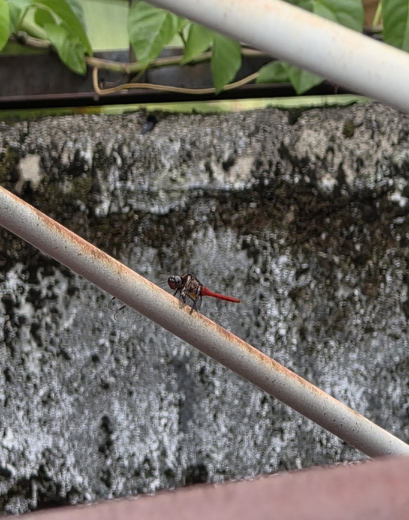 Orthetrum chrysis (Orthetrum chrysis)