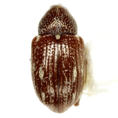 Anthonomus aeneolus