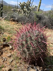 Ferocactus gracilis