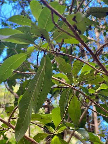 Coprosma pubens observed 2026-01-14