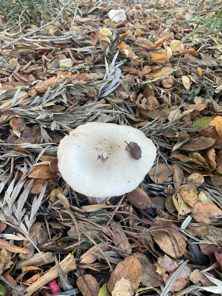 Volvopluteus gloiocephalus · January 2026 · photo: © ethologist (iNaturalist, cc-by)