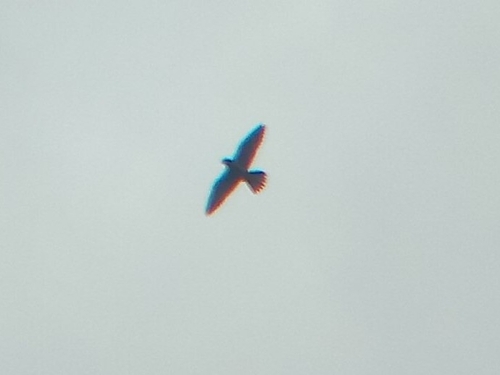 Peregrine Falcon observed by afiho_