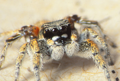 Habronattus anepsius