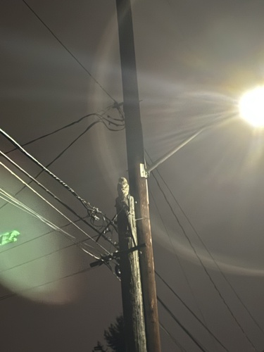 Barred Owl observed by qhdgw