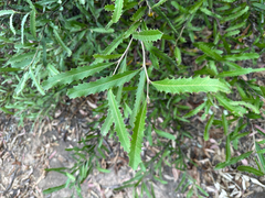 Grevillea wilkinsonii