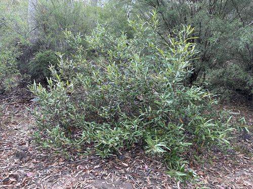 Grevillea wilkinsonii, photograph 1