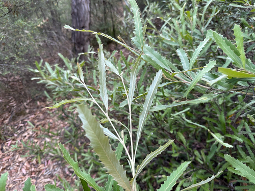 Grevillea wilkinsonii, photograph 2