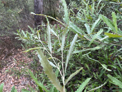 Grevillea wilkinsonii, photograph (c) prossington, some rights reserved (CC BY)