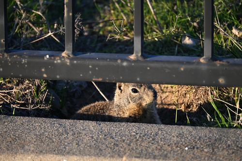 California Ground Squirrel observed by joseph__ramos_