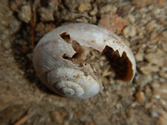 Cahuillus indioensis