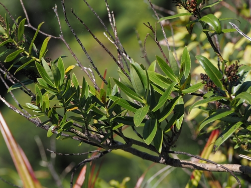 Bartlett's Koromiko (Veronica perbella)