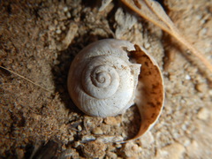 Cahuillus indioensis