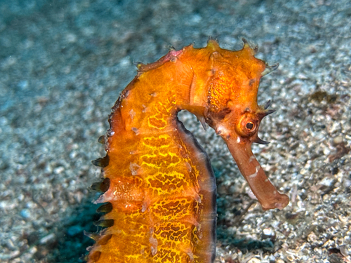 Longspine seahorse (Hippocampus histrix) — Syngnathidae