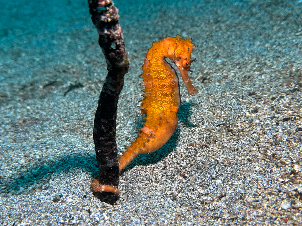 Longspine seahorse (Hippocampus histrix) — Syngnathidae