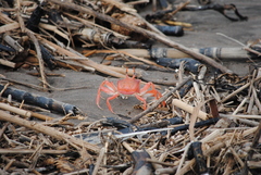 Ocypode gaudichaudii