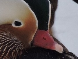 Aix galericulata (Linnaeus, 1758)