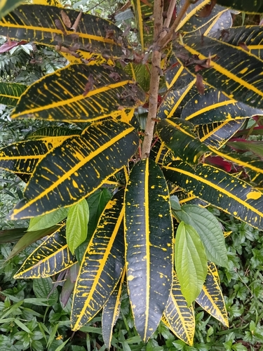 Codiaeum variegatum
