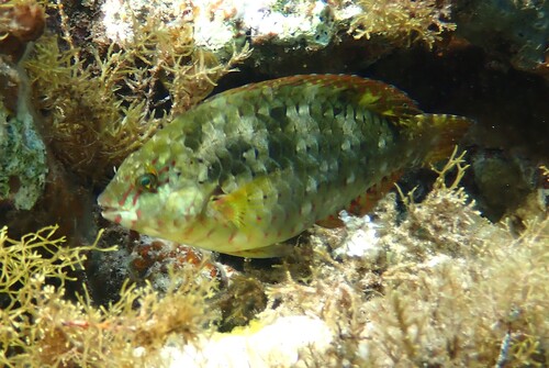 Dotted parrotfish (Calotomus viridescens) — Scaridae — 2