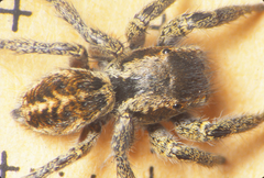 Habronattus coecatus