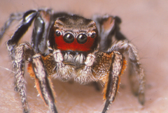 Habronattus ballatoris