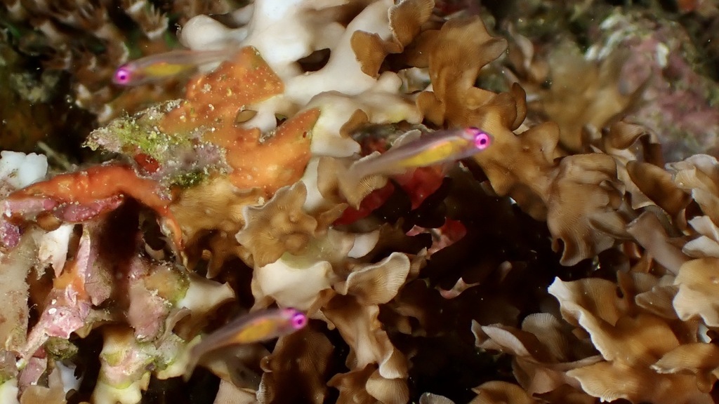 Hovering Goby