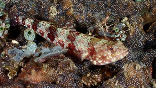 Engleman's lizardfish (Synodus variegatus) — Synodontidae — 5