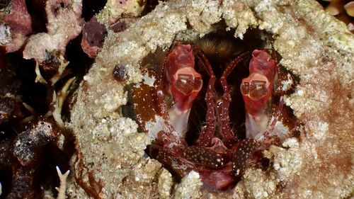 Giant Mantis Shrimp