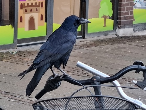 Corbeau freux, jeune