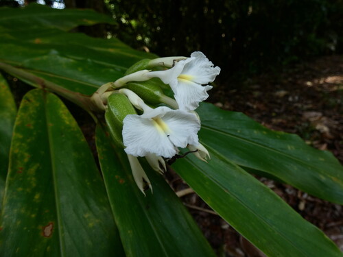 Pleated ginger (Alpinia arctiflora)