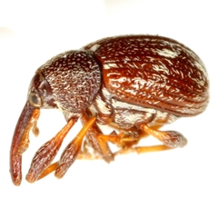 Anthonomus aeneolus