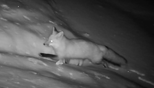 Red Fox photographed in New Hampshire