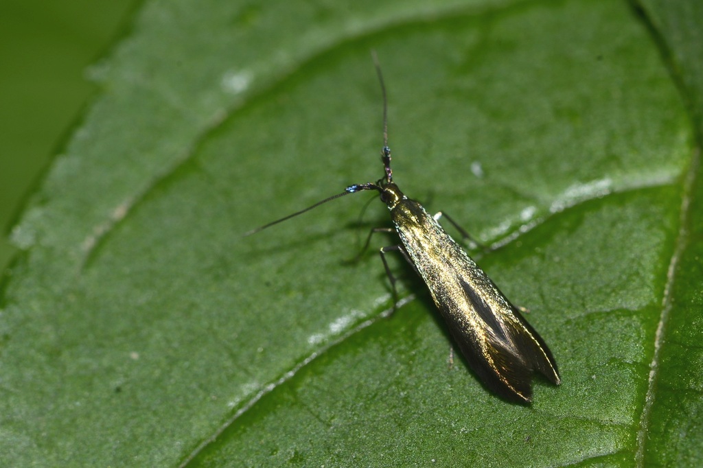 Coleophora fuscicornis