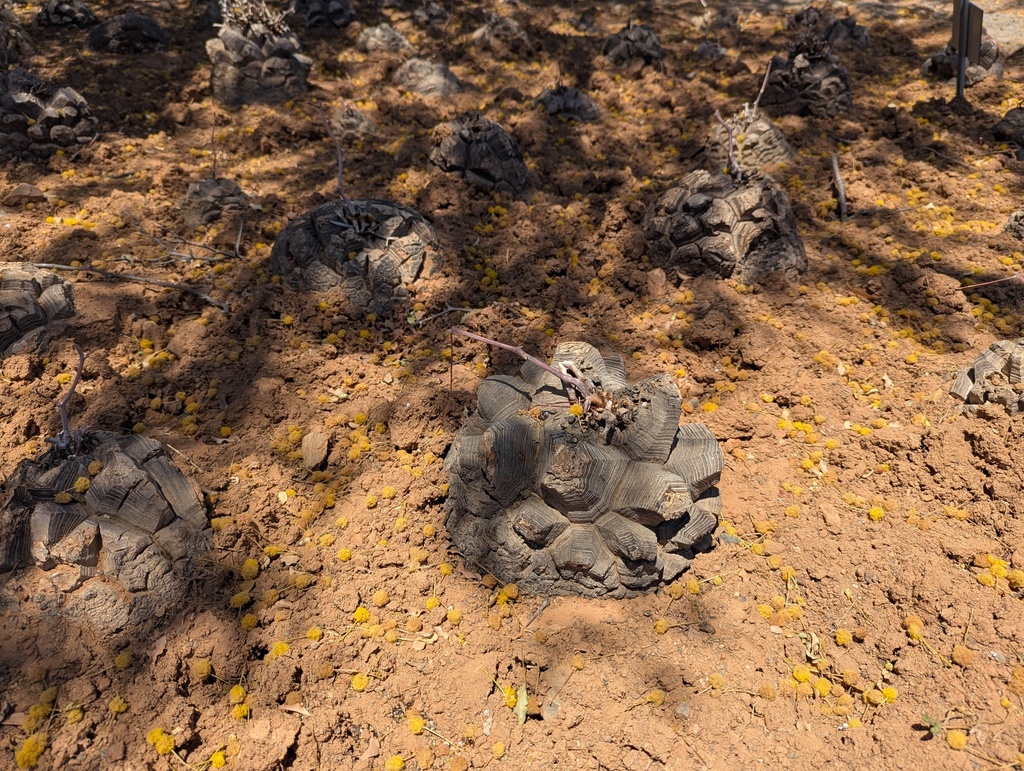 Dioscorea elephantipes, Panorama, Worcester, 6850, Afrique du Sud