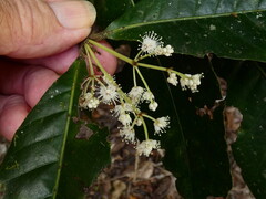 Pullea stutzeri, photograph (c) Steve Fitzgerald, some rights reserved (CC BY-SA)