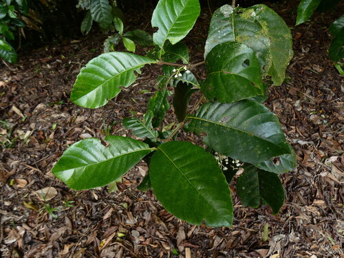 Pullea stutzeri, photograph 2