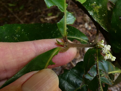 Pullea stutzeri, photograph 3