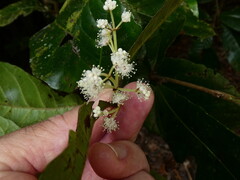 Pullea stutzeri, photograph (c) Steve Fitzgerald, some rights reserved (CC BY-SA)