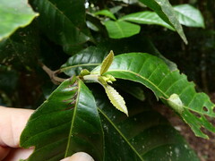 Pullea stutzeri