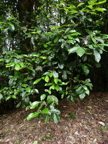 Pullea stutzeri, photograph 1