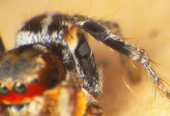 Habronattus ballatoris