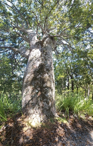 Une autre photo de Kauri